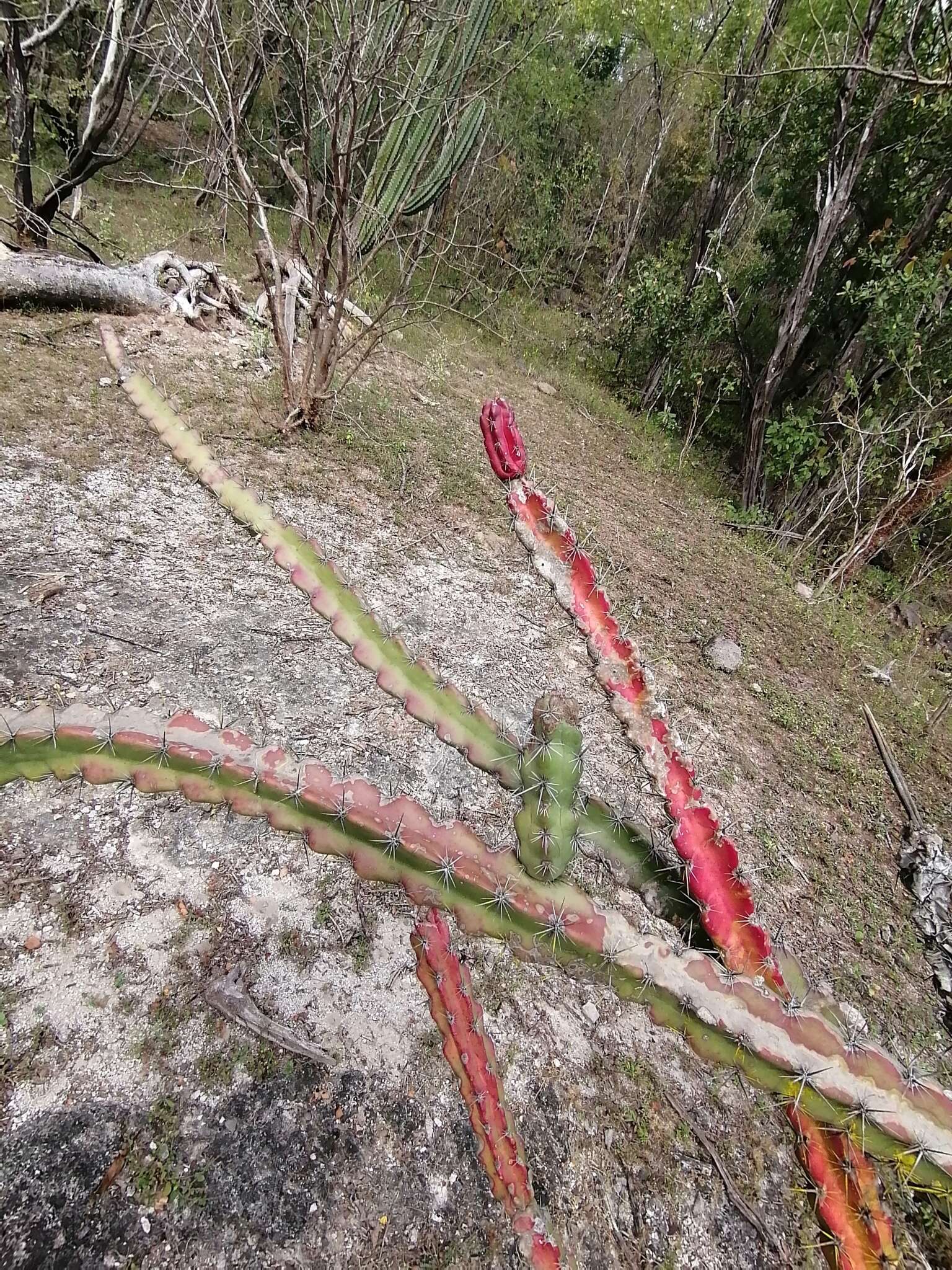 Stenocereus kerberi (K. Schum.) A. C. Gibson & K. E. Horak的圖片