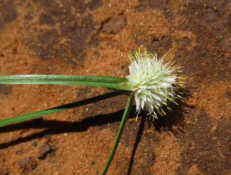 Image of Cyperus alatus (Nees) F. Muell.