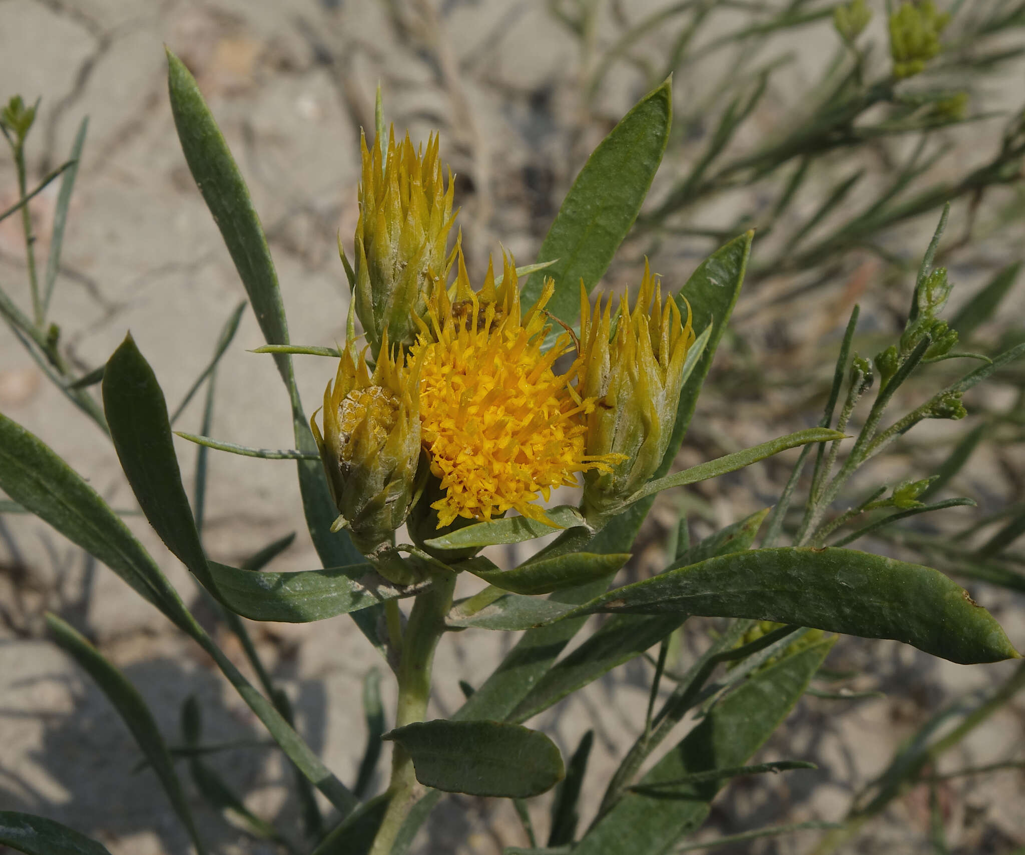 Image of Ward's false goldenweed