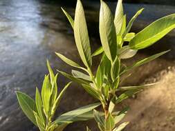 Image de Salix lucida subsp. caudata (Nutt.) G. W. Argus