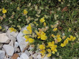 Image of Echinospartum boissieri (Spach) Rothm.