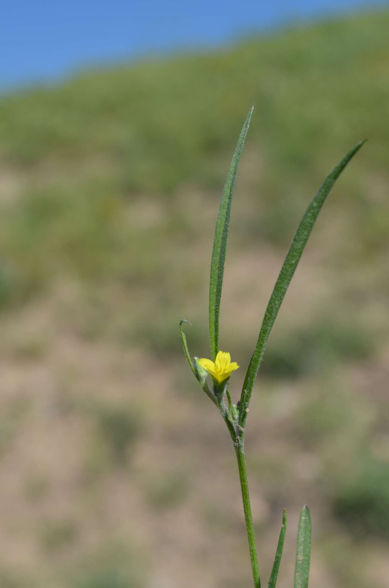 Koelpinia linearis Pall. resmi