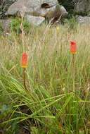 Image of Common red hot poker