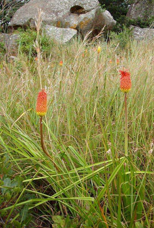 Слика од Kniphofia linearifolia Baker