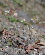 Image of Kamchatka rockcress