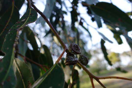 Sivun Eucalyptus globulus subsp. pseudoglobulus (Naud. ex Maiden) Kirkpatrick kuva