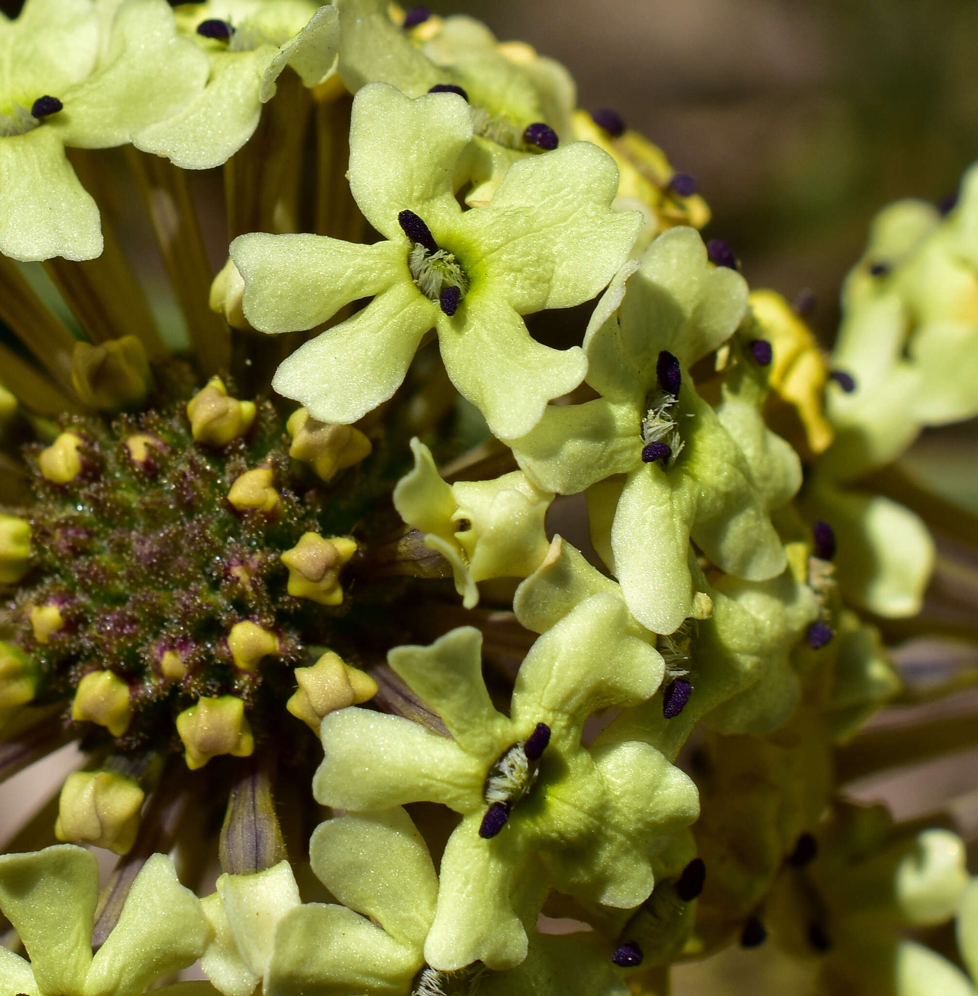 Imagem de Glandularia sulphurea (D. Don) Schnack & Covas