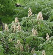 Image of Japanese Horse-chestnut