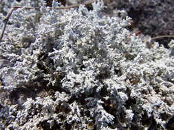 Image of Rock foam lichen