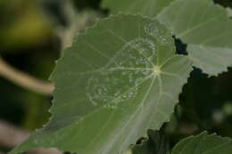 Imagem de Abutilon menziesii Seem.