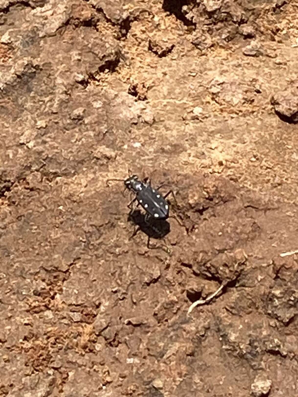 Image of Cicindela (Cicindelidia) ocellata rectilatera Chaudoir 1843