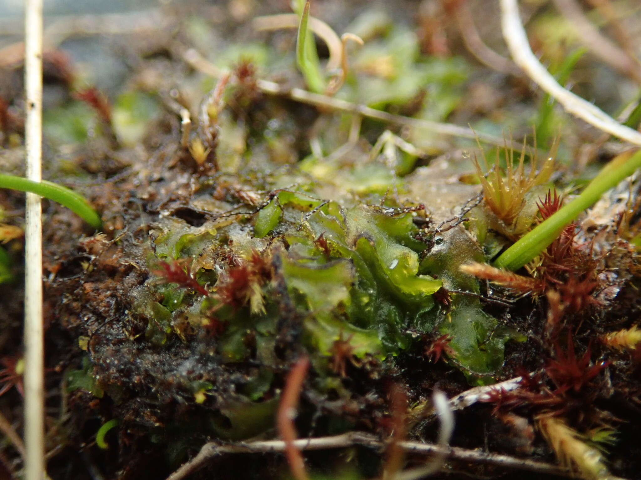 Image of Phymatoceros bulbiculosus (Brot.) Stotler, W. T. Doyle & Crand.-Stotl.