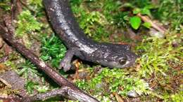 صورة Bolitoglossa magnifica Hanken, Wake & Savage 2005