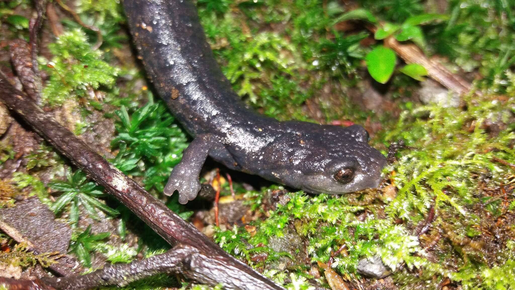 صورة Bolitoglossa magnifica Hanken, Wake & Savage 2005