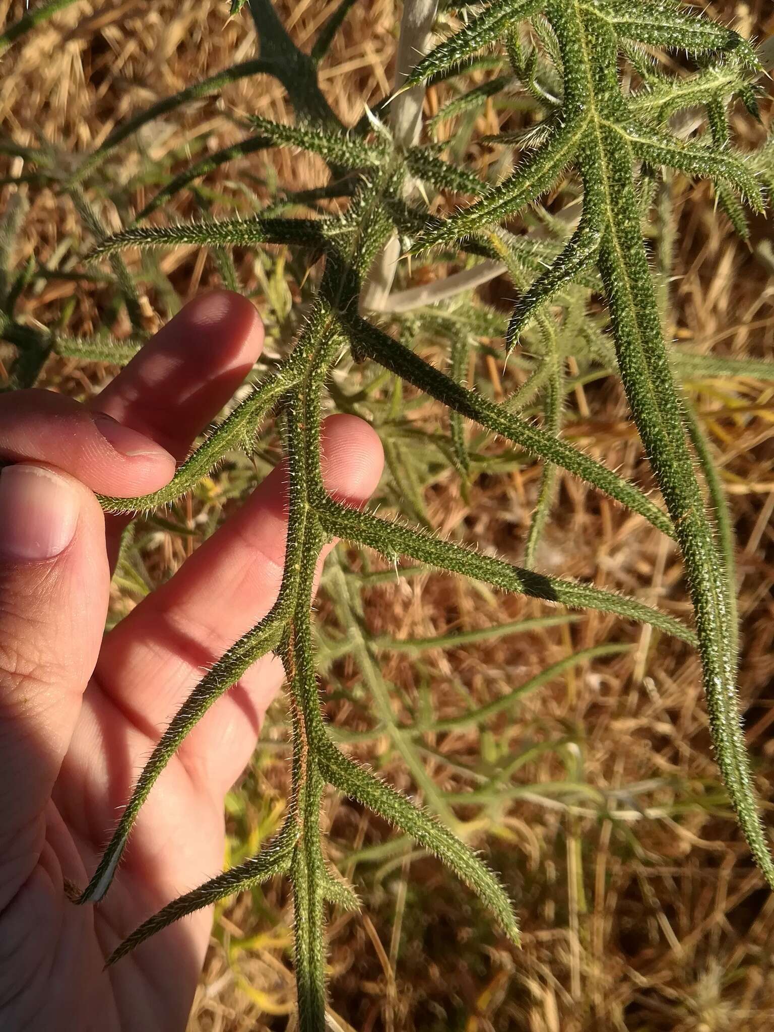 Image of Echinops strigosus L.