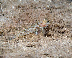 Fusigobius duospilus Hoese & Reader 1985 resmi