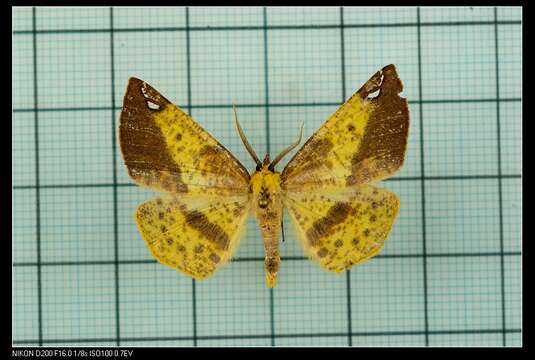 صورة Pseudomiza aurata Wileman 1915