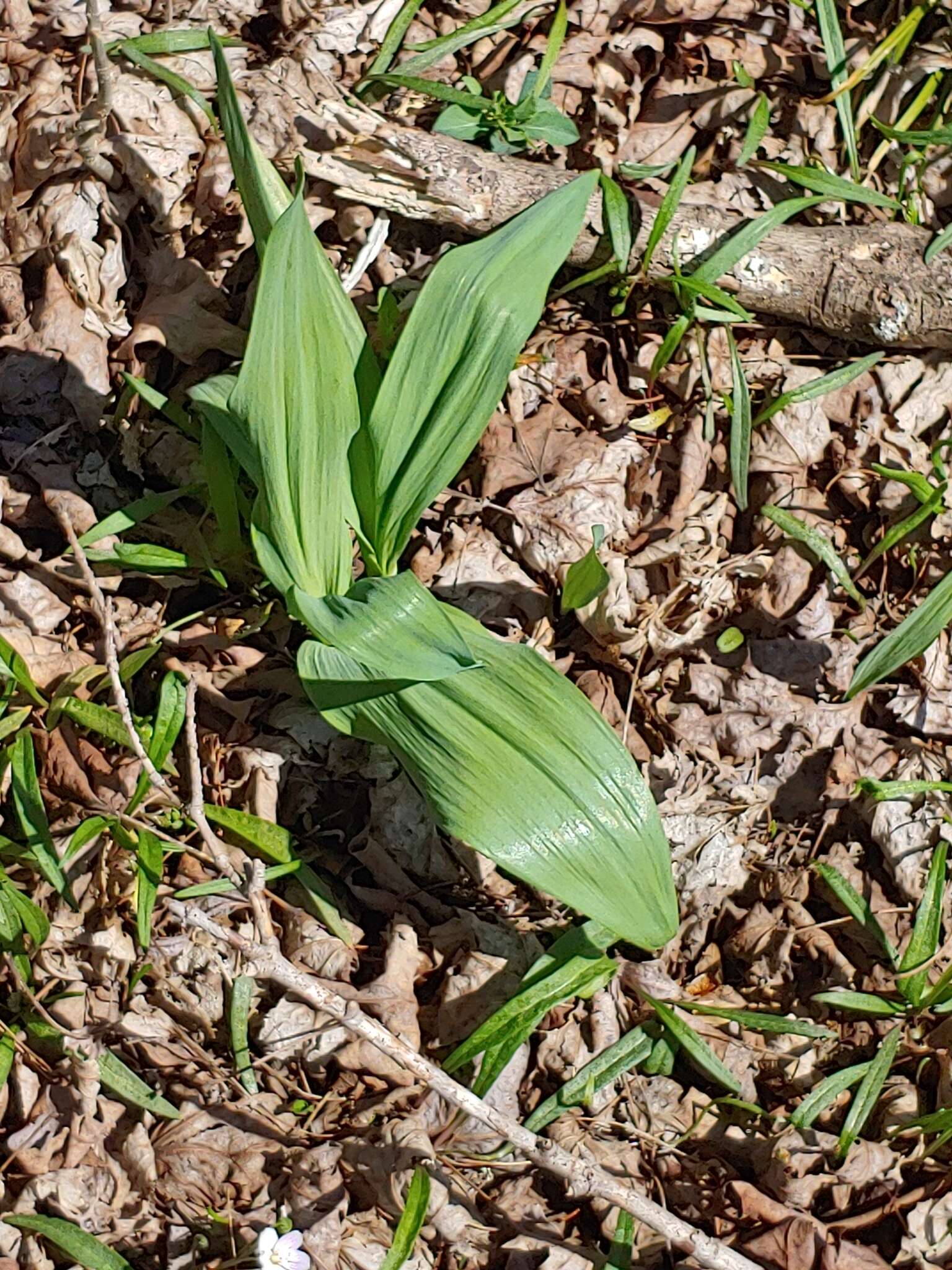 Sivun Allium tricoccum var. tricoccum kuva