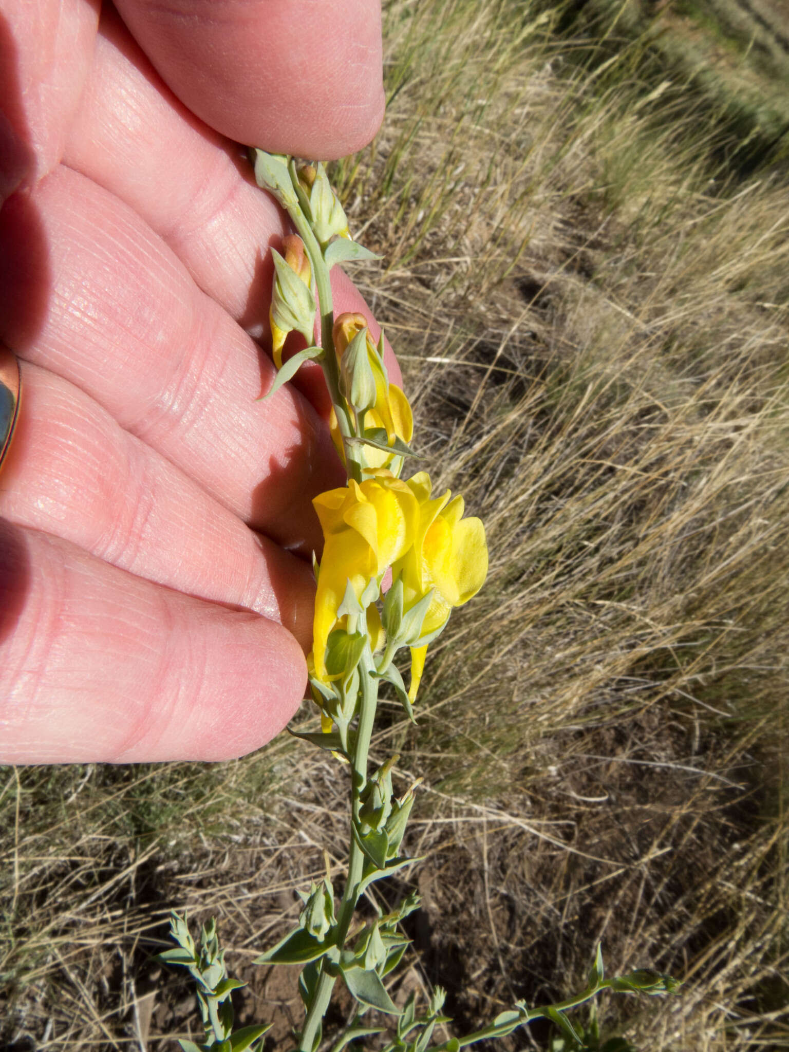 Image of Linaria dalmatica subsp. dalmatica