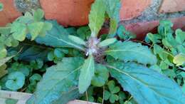 Image of Ajuga taiwanensis Nakai ex Murata