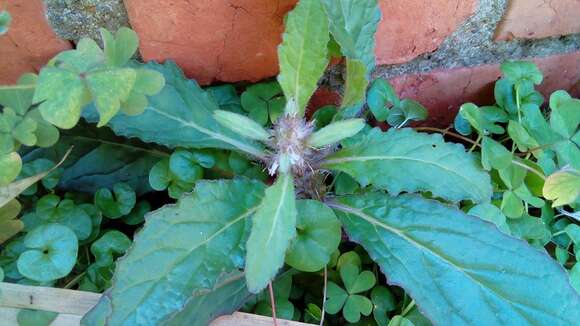 Image of Ajuga taiwanensis Nakai ex Murata