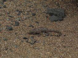 Image of South American Leaf-toed Gecko