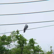 Image of Chinese Sparrowhawk