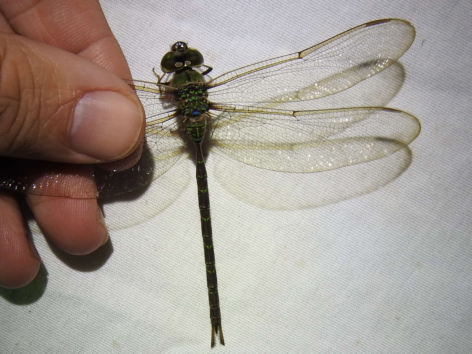 Image of Bar-sided Darner