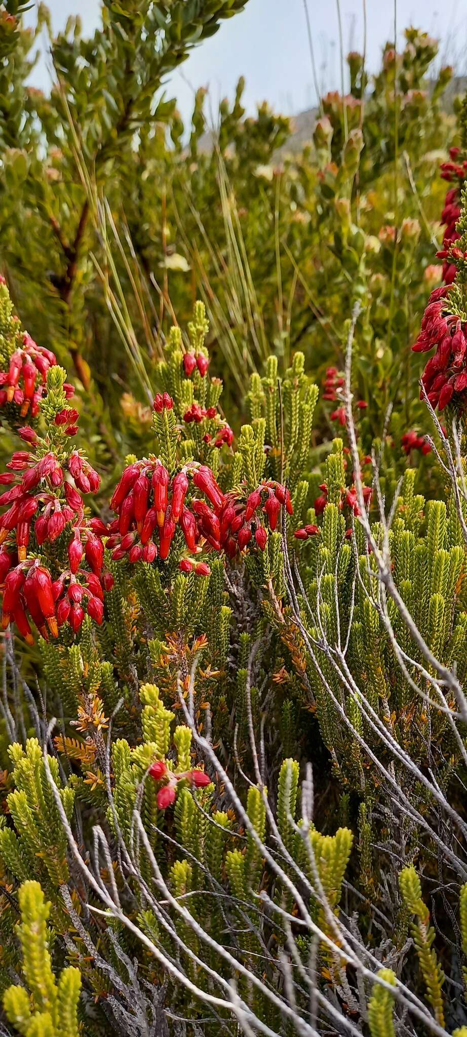 Image of <i>Erica monadelphia</i>