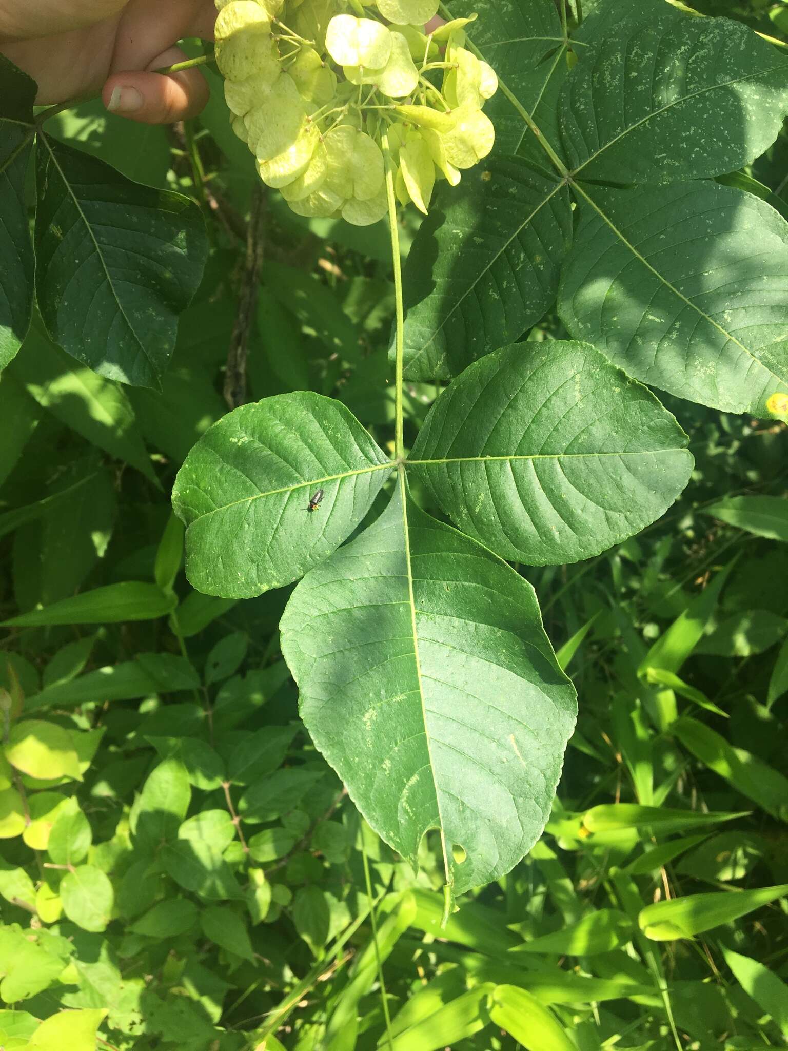 Image of Ptelea trifoliata var. mollis Torr. & Gray