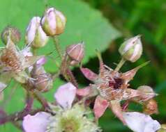 Image of Rubus rufescens P. J. Müll. & Lefevre