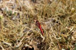 Image of Red-veined Darter