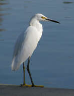 Image of Snowy Egret