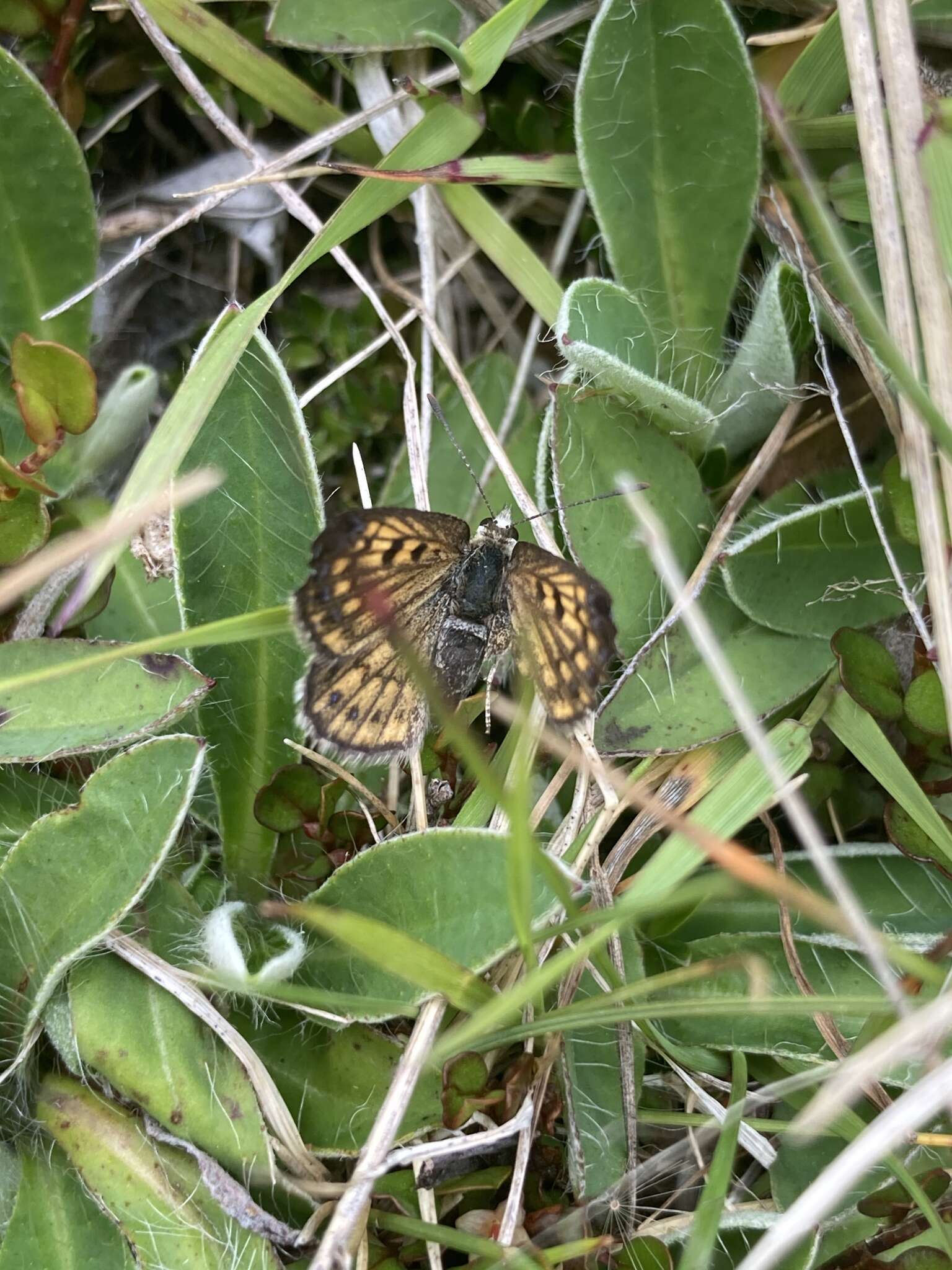 Image of Lycaena tama (Fereday 1878)