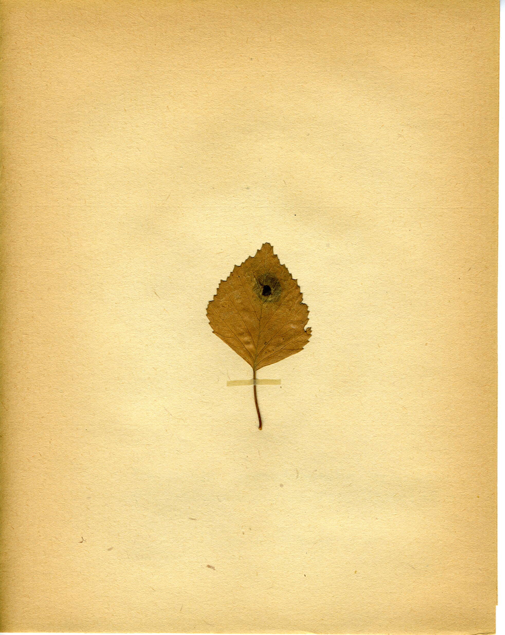 Image of Ectoedemia occultella (Linnaeus 1767) Robinson et al. 1983