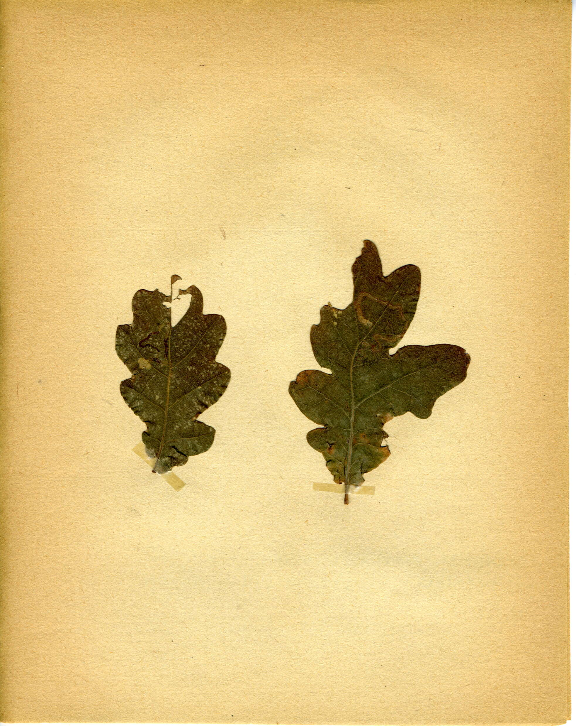 Image of Stigmella basiguttella (Heinemann 1862) Vári 1944