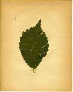 Stigmella viscerella (Stainton 1853) Beirne 1945的圖片