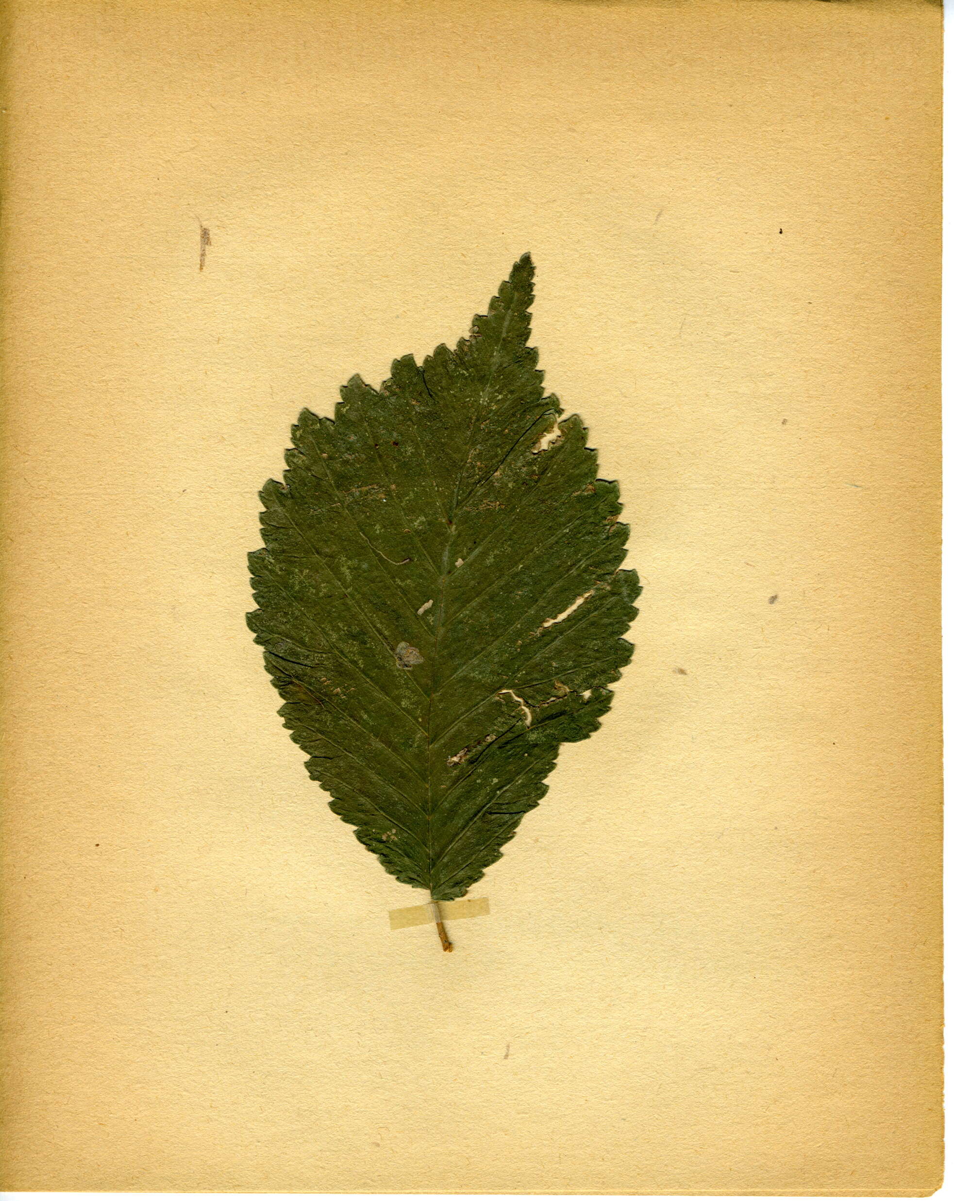 Image of Stigmella viscerella (Stainton 1853) Beirne 1945