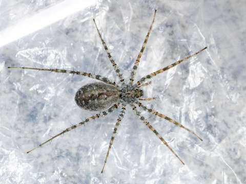 Image of Pardosa falcata Schenkel 1963