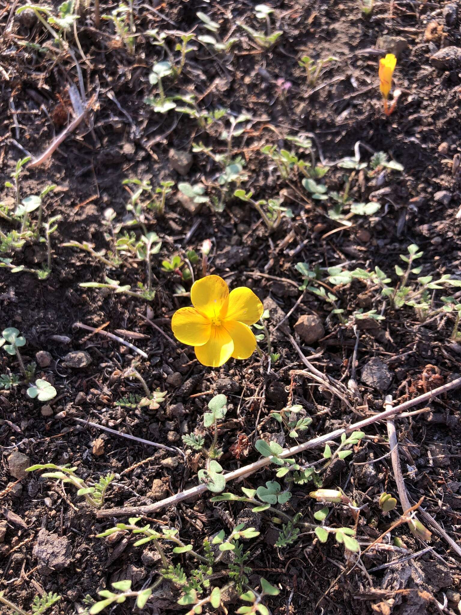 Imagem de Oxalis perdicaria (Mol.) Gunckel