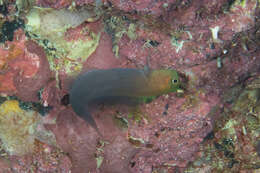 Image of Bicolor Blenny