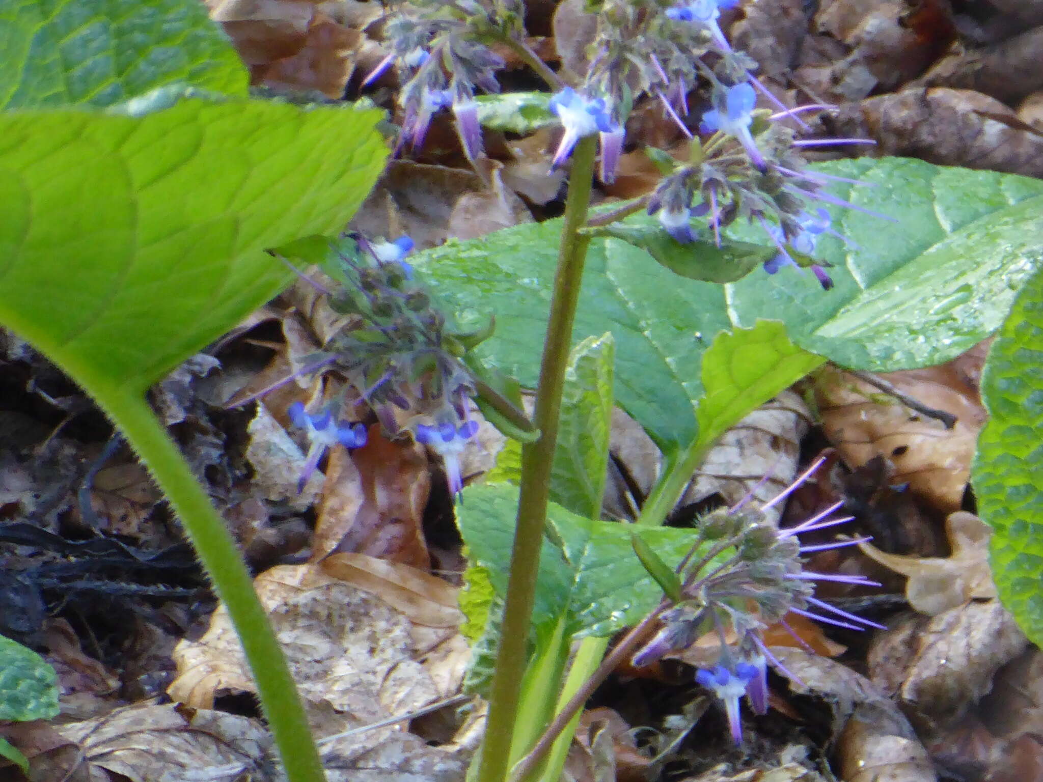 Слика од Trachystemon orientalis (L.) G. Don