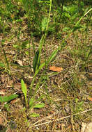 Plancia ëd Myosotis asiatica (Vesterg.) Schischkin & Sergievskaja