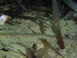 Image of Broadnosed Pipefish