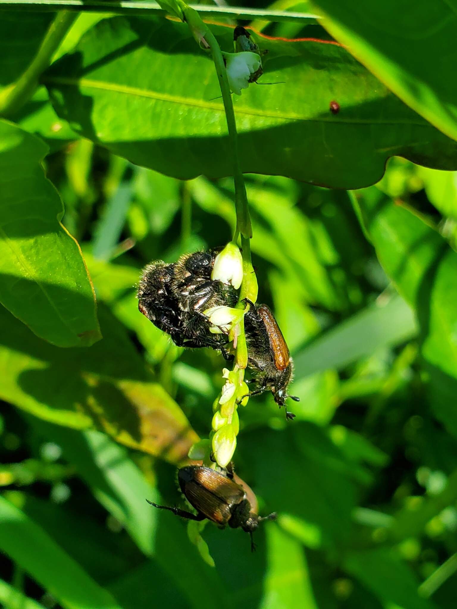 Image de Strigoderma sulcipennis Burmeister 1844