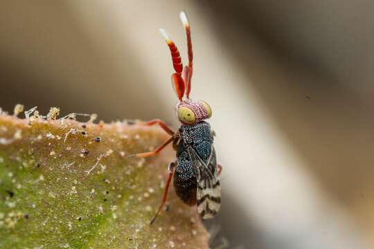 Image of Dicarnosis erythrocephala Kerrich 1978