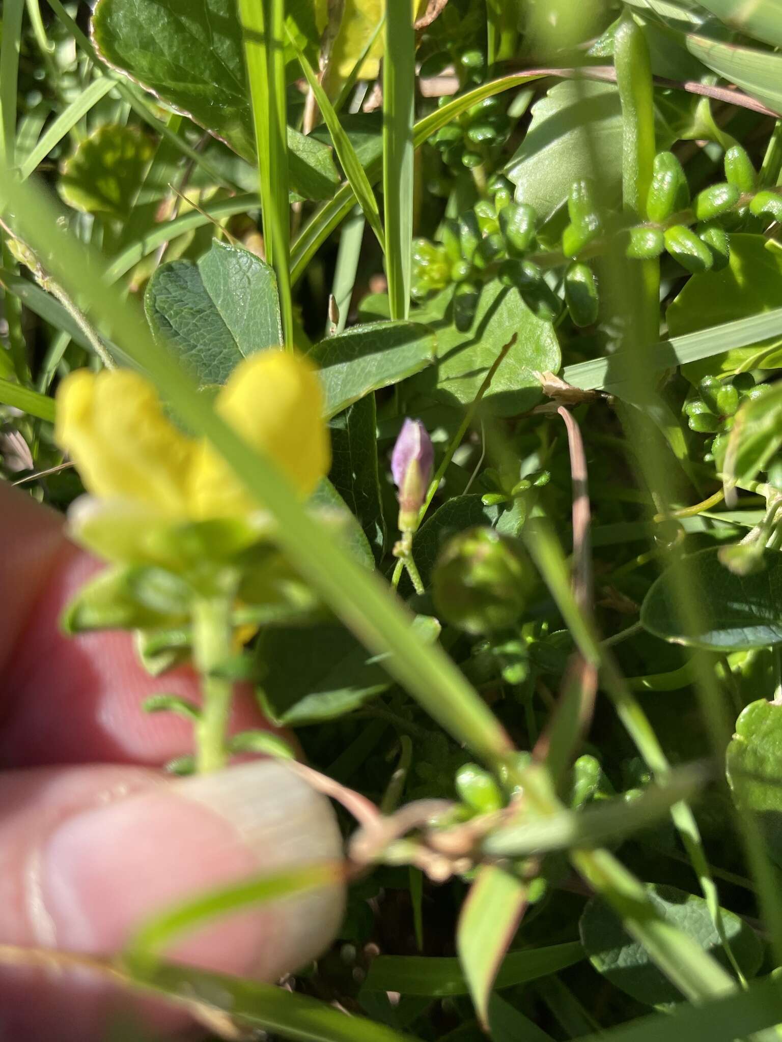 Image of Hibbertia vestita var. thymifolia Benth.