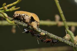 Image of Tephraea cinerea (Kraatz 1898)