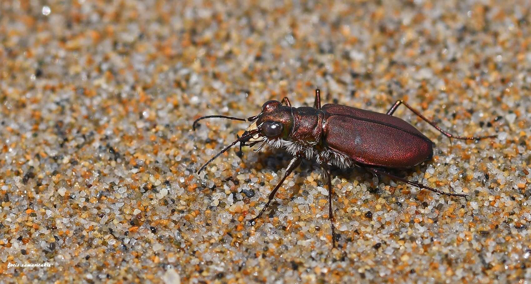 Image of Cicindela (Calomera) concolor Dejean 1822