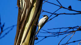 Image of Black-headed Honeyeater